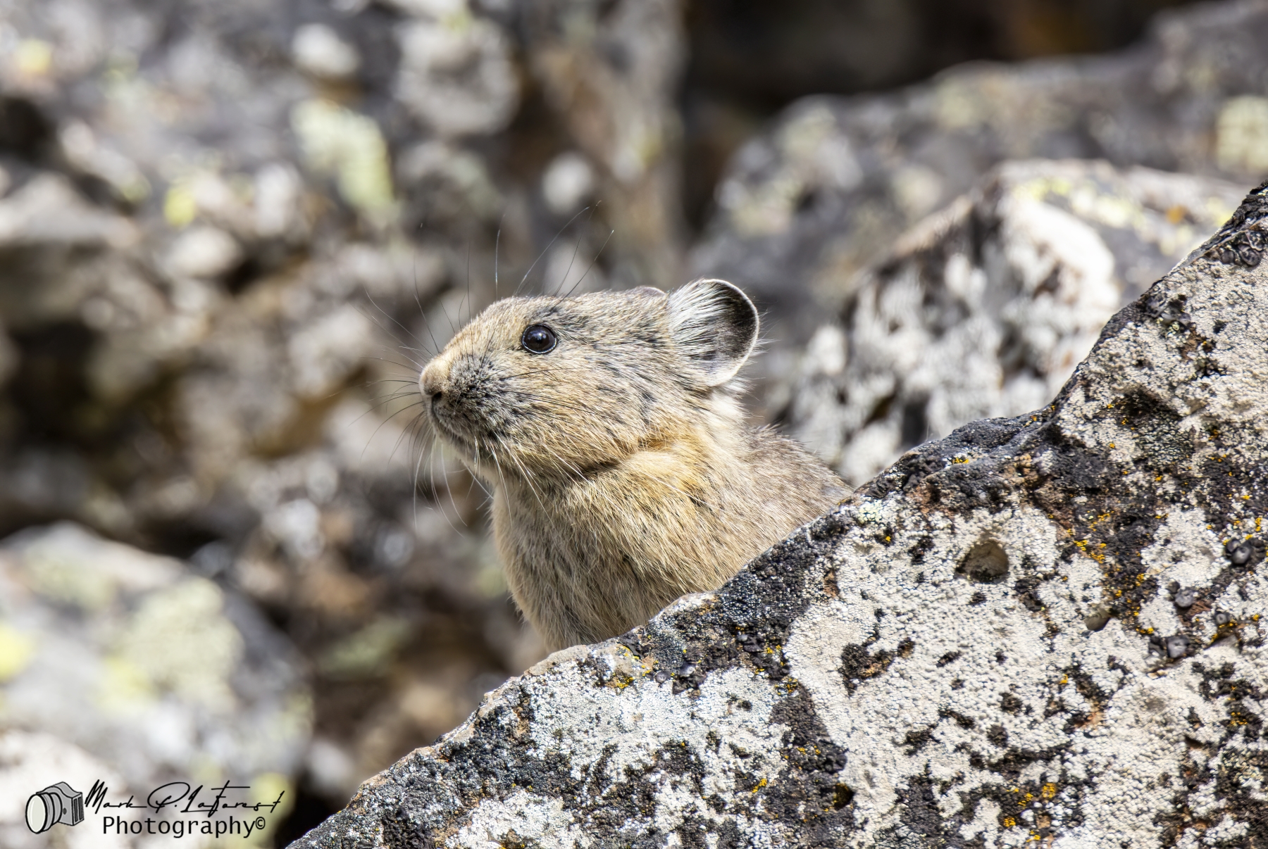/gallery/north_america/USA/Wyoming/yellowstone/Pika Yellowstone NP May 2025-002_med.jpg